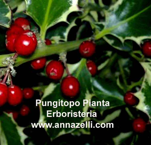 PUNGITOPO, PIANTA, ERBORISTERIA