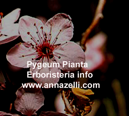 PYGEUM AFRICANUM, PIANTA, ERBORISTERIA
