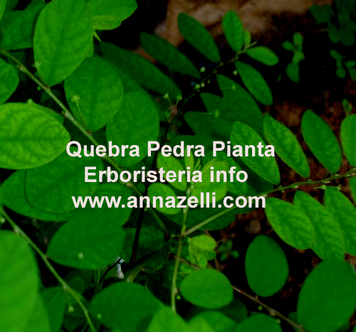 QUEBRA PEDRA, PIANTA, ERBORISTERIA