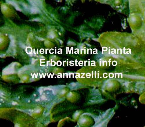 QUERCIA MARINA, FUCUS,PIANTA, ERBORISTERIA