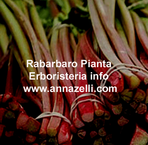 RABARBARO CINESE,PIANTA,ERBORISTERIA