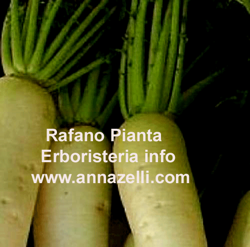 RAFANO,PIANTA,ERBORISTERIA