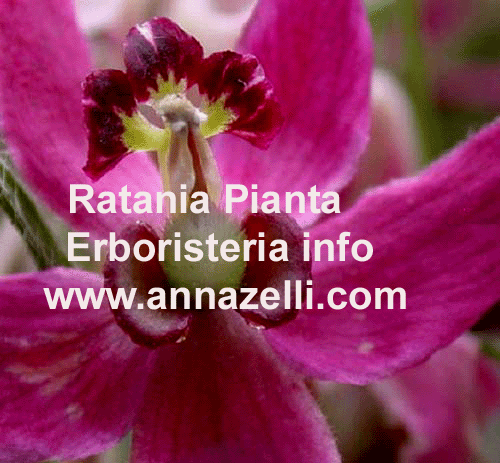 RATANIA,PIANTA,ERBORISTERIA