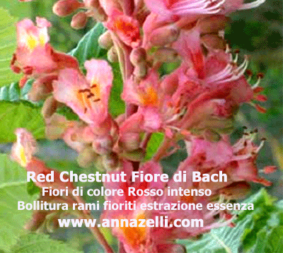 COLORE FIORI RED CHESTNUT FIORE DI BACH