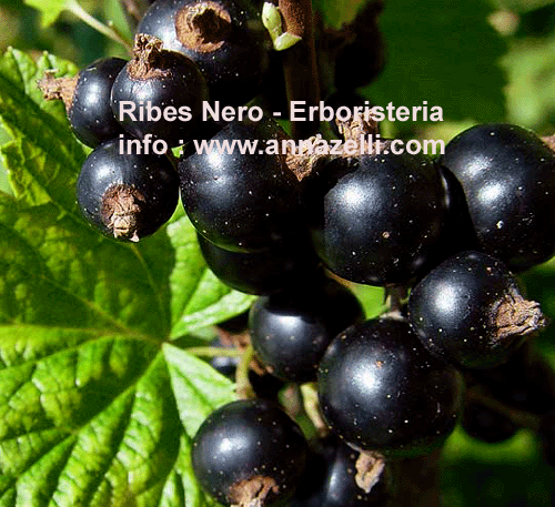 RIBES NERO, PIANTA. ERBORISTERIA