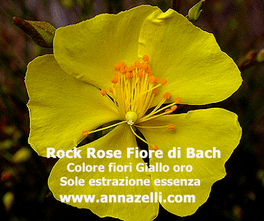 COLORE FIORI ROCK ROSE FIORE DI BACH