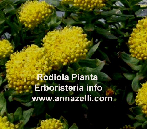 RODIOLA,PIANTA,ERBORISTERIA