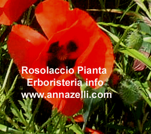 ROSOLACCIO, PIANTA,ERBORISTERIA