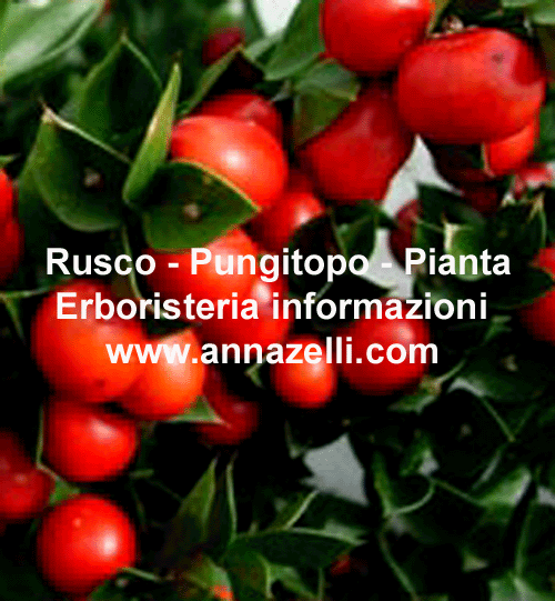 RUSCO,PUNGITOPO,PIANTA,ERBORISTERIA