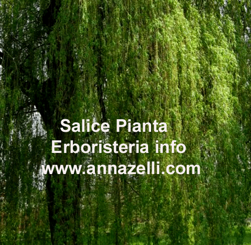 SALICE, PIANTA, ERBORISTERIA