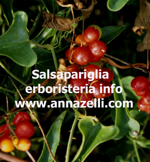 SALSAPARIGLIA, PIANTA, ERBORISTERIA