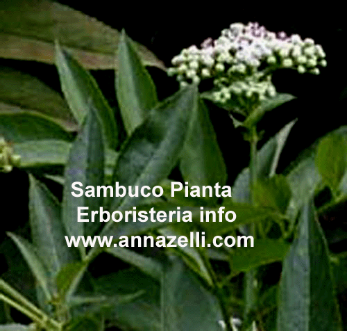 SAMBUCO, PIANTA, ERBORISTERIA