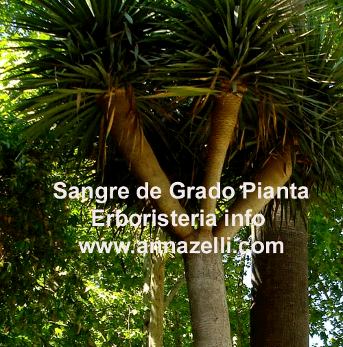 SANGRE DE GRADO, PIANTA, ERBORISTERIA