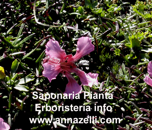 SAPONARIA,PIANTA,ERBORISTERIA