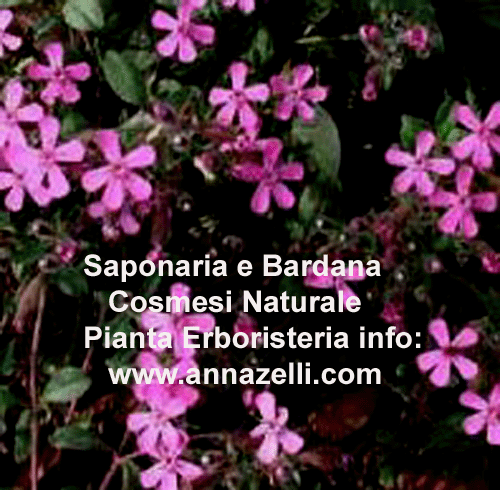SAPONARIA E BARDANA COSMESI NATURALE,PIANTE, ERBORISTERIA