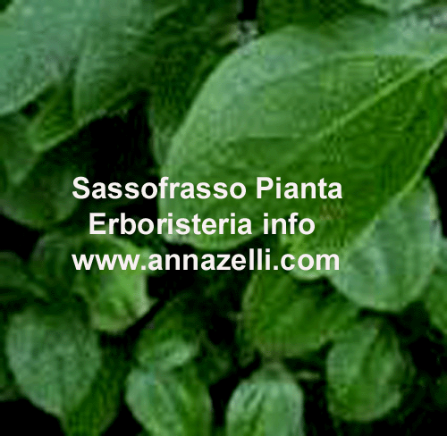 SASSOFRASSO,PIANTA,ERBORISTERIA