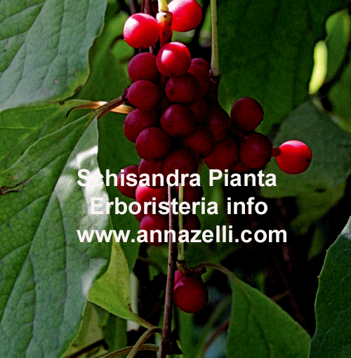 SCHISANDRA, PIANTA, ERBORISTERIA