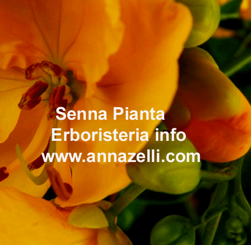 SENNA,SENA, CASSIA,PIANTA.ERBORISTERIA