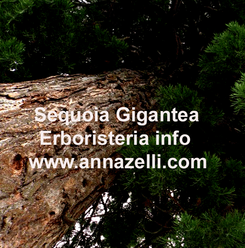 SEQUOIA GIGANTEA,PIANTA,ERBORISTERIA