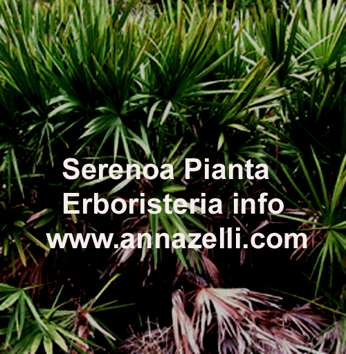 SERENOA REPENS, PIANTA, ERBORISTERIA