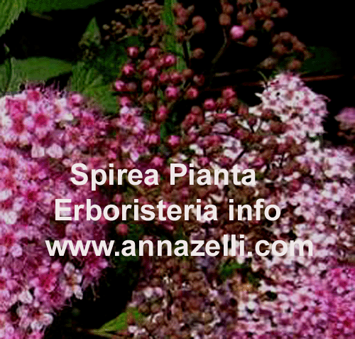SPIREA ULMARIA, PIANTA, ERBORISTERIA