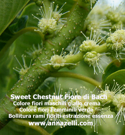 COLORE FIORI SWEET CHESTNUT FIORE DI BACH