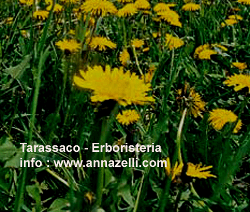 TARASSACO, PIANTA, ERBORISTERIA