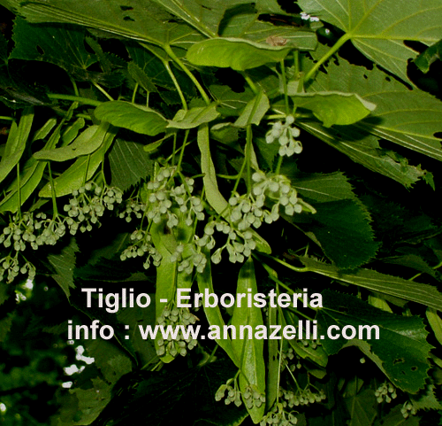 TIGLIO, PIANTA, ERBORISTERIA