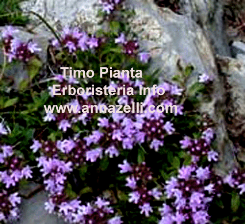 TIMO, PIANTA, ERBORISTERIA