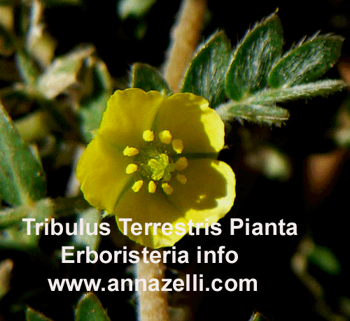 TRIBULUS TERRESTRIS, ERBE. ERBORISTERIA