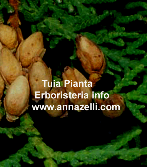 TUYA, PIANTA, ERBORISTERIA