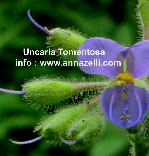 UNCARIA TOMENTOSA, PIANTA, ERBORISTERIA