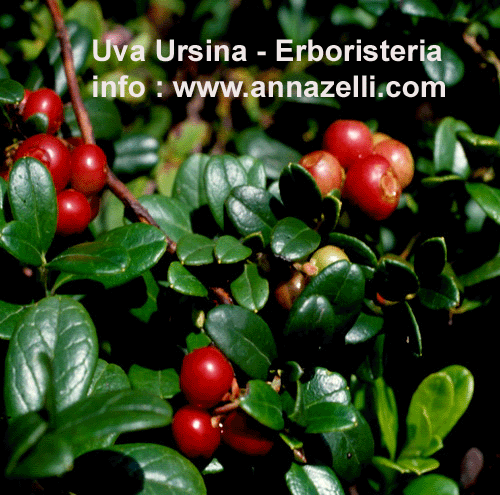 UVA URSINA, PIANTA, ERBORISTERIA