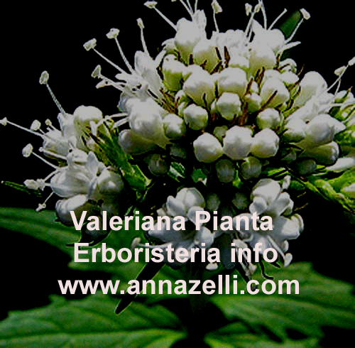 VALERIANA, PIANTA, ERBORISTERIA