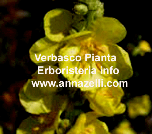 VERBASCO, PIANTA, ERBORISTERIA