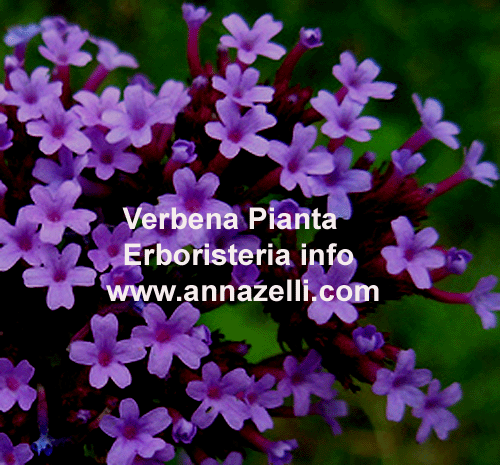VERBENA, PIANTA, ERBORISTERIA
