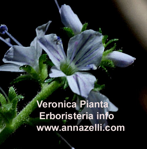 VERONICA,PIANTA,ERBORISTERIA