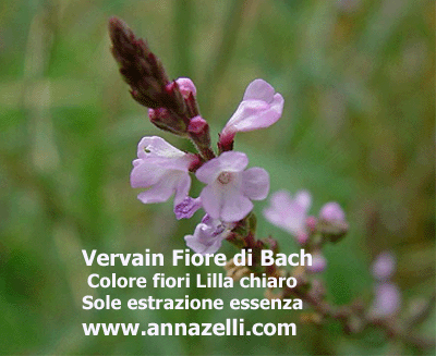 COLORE FIORI VERVAIN FIORE DI BACH