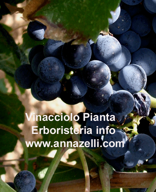 VINACCIOLO,PIANTA,ERBORISTERIA