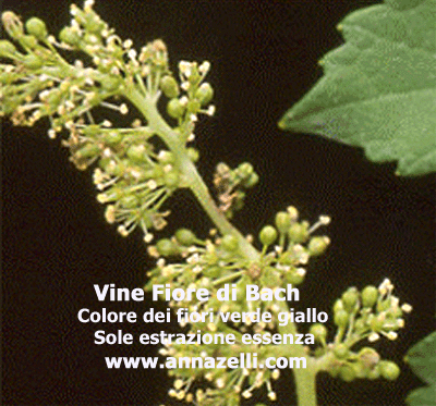 COLORE FIORI VINE FIORE DI BACH