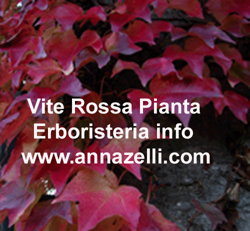 VIRE ROSSA, PIANTA, ERBORISTERIA