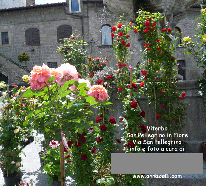 viterbo foto san pellegrino in fiore piazza del gesu anna zelli 13