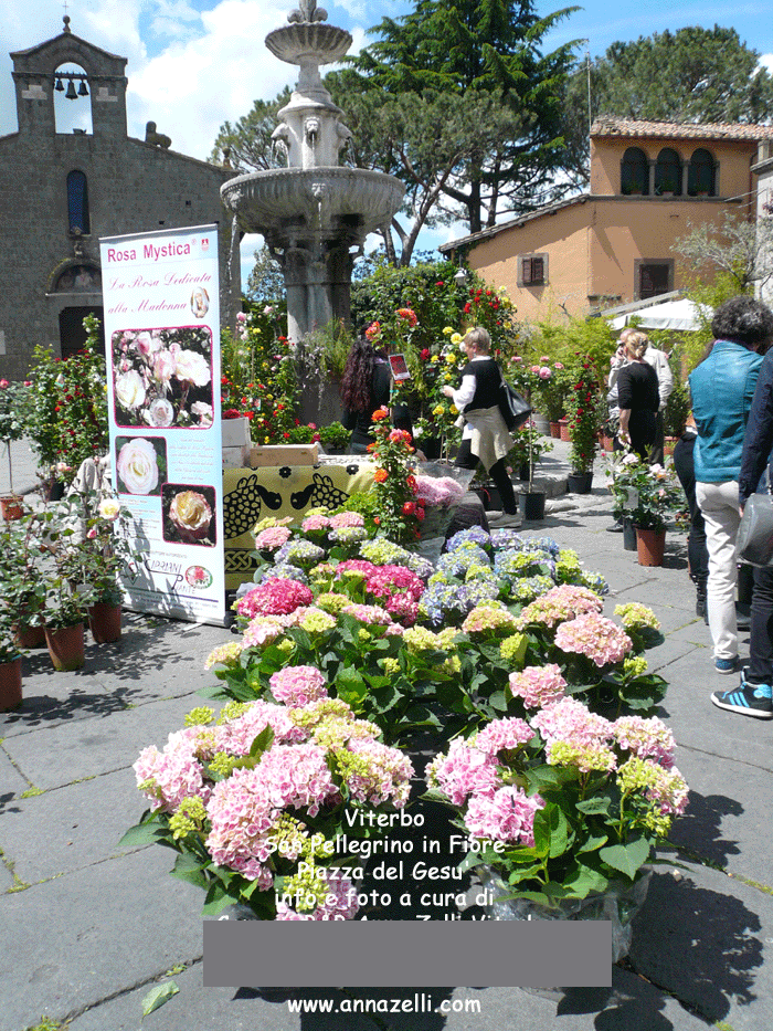 viterbo foto san pellegrino in fiore piazza del gesu anna zelli 14