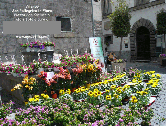 viterbo foto san pellegrino in fiore piazza san carluccio anna zelli 15