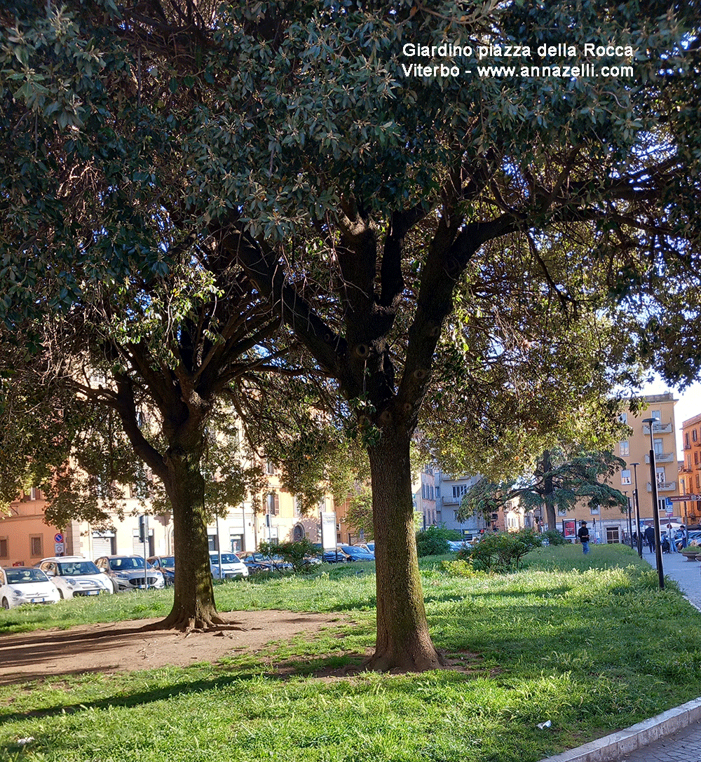 giardino a piazza della rocca viterbo centro storico