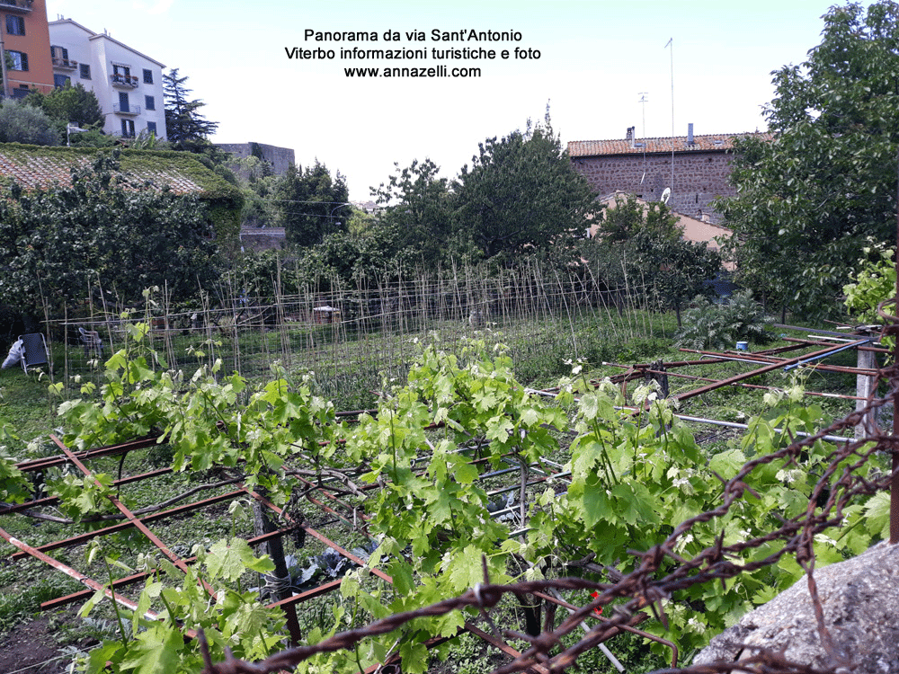 panorama da via sant'antonio viterbo informazioni e fotografie anna zelli