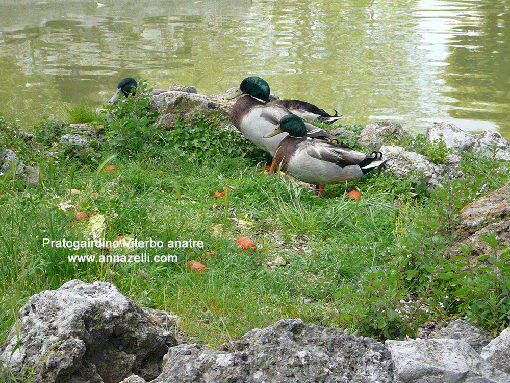 pratogiardino viterbo anatre