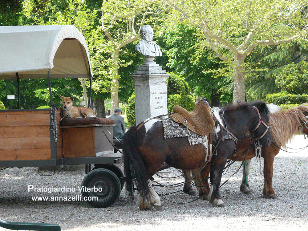 pratogiardino calesse con i pony viterbo
