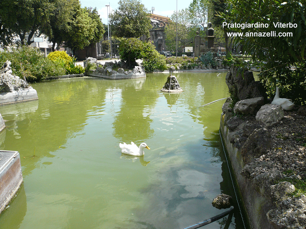 pratogiardino viterbo cigni