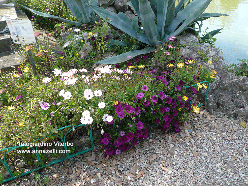 pratogiardino viterbo fiori